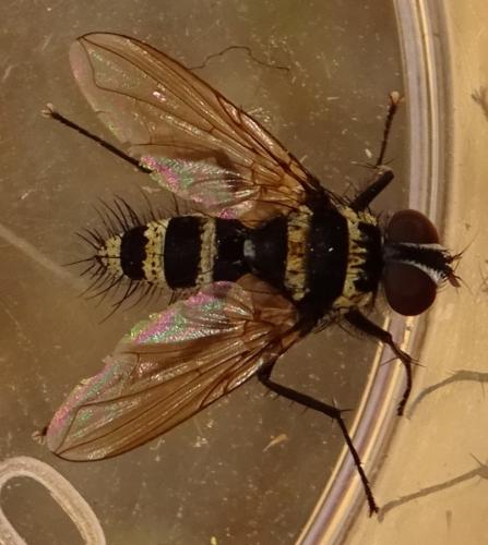 Trigonospila transvittata